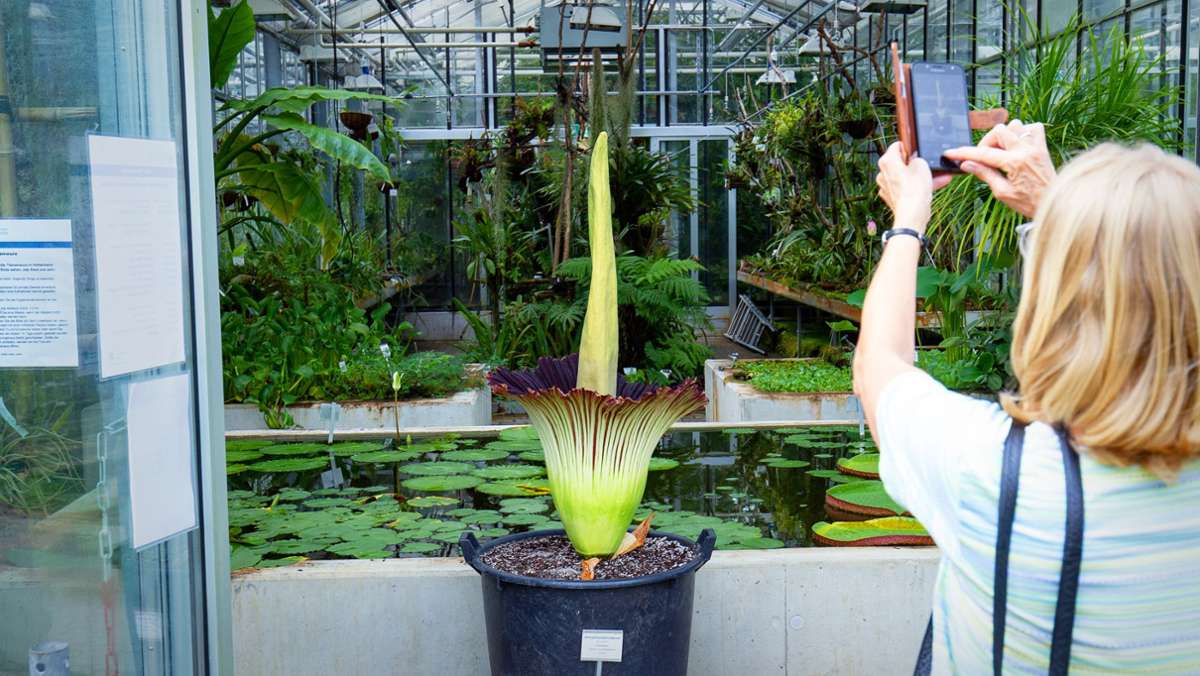 Titanenwurz in Stuttgart: Die größte Blume der Welt blüht – endlich