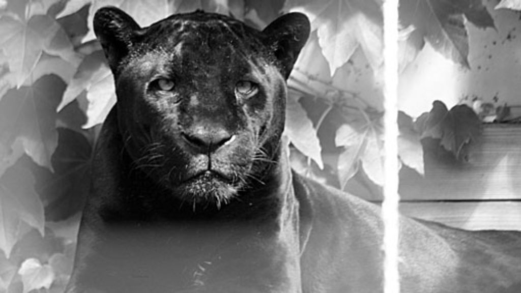 Trauer in der Wilhelma: Jaguar Petra lebt nicht mehr
