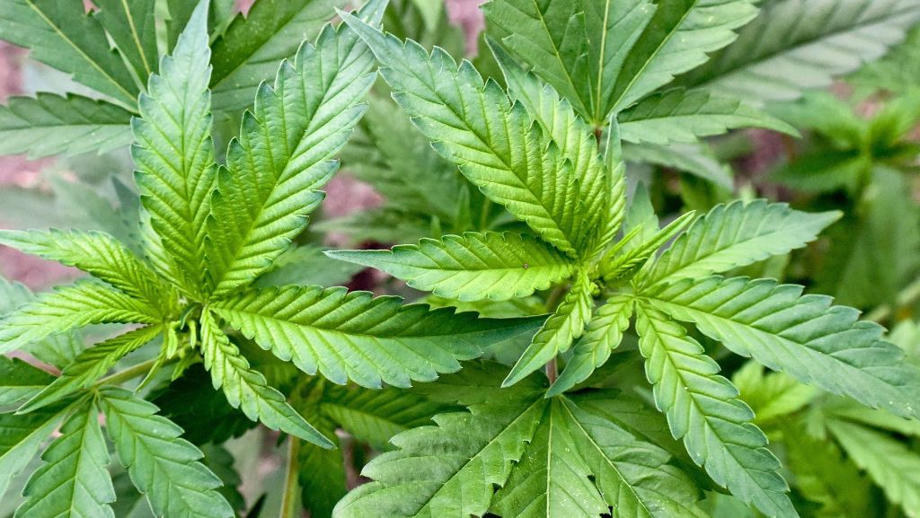 Cannabis-Plantage in Murrhardt: Waren Waffen griffbereit verwahrt?