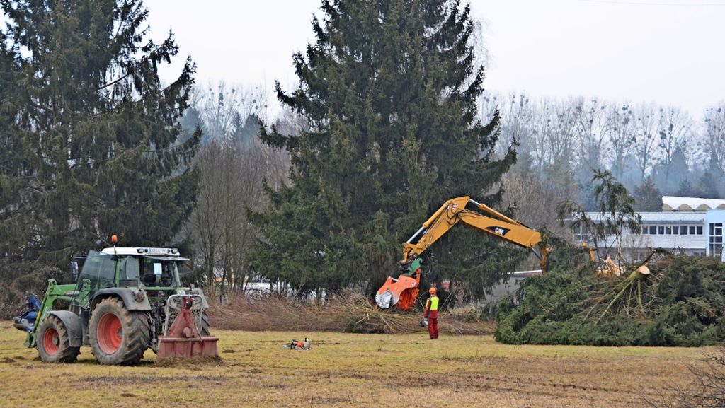 Firma aus Ludwigsburg strebt nach Kornwestheim: Bäume weichen für Firmenumsiedlung