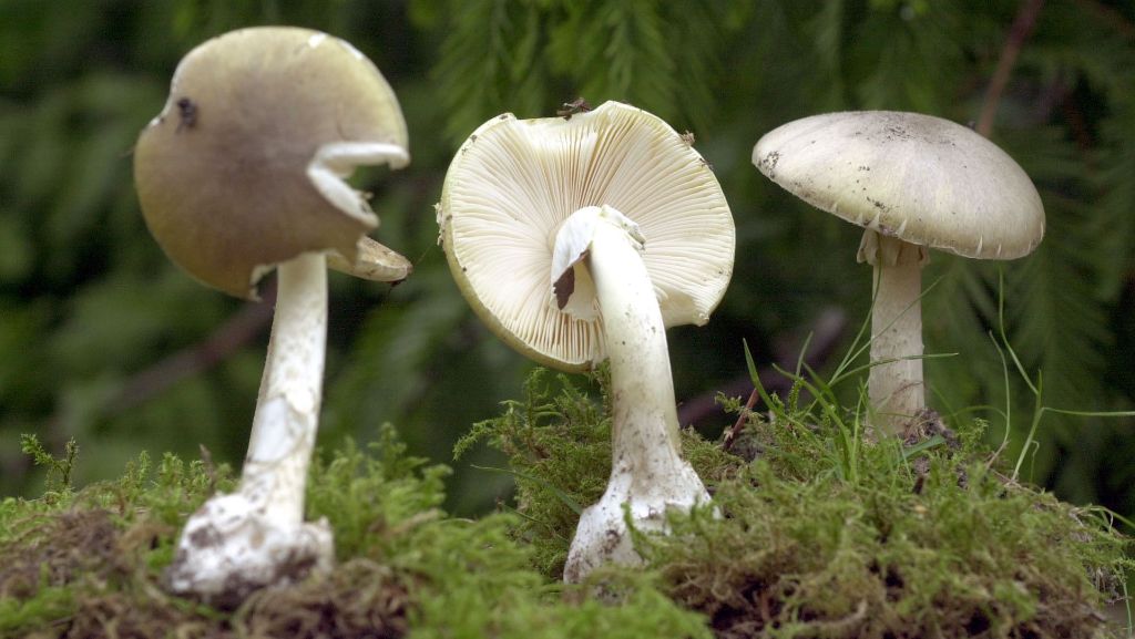 Experten warnen: Mehr Vergiftungen durch Pilze