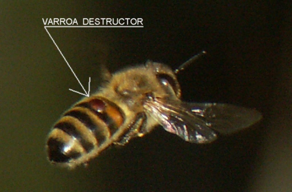 Varroa-Milbe auf einer fliegenden Biene.