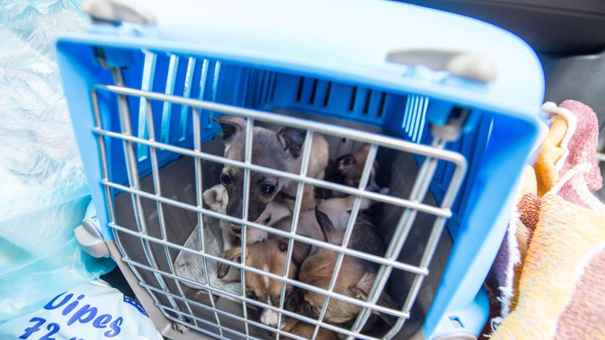 Haustiere: Bundesamt warnt vor illegalem Heimtierhandel