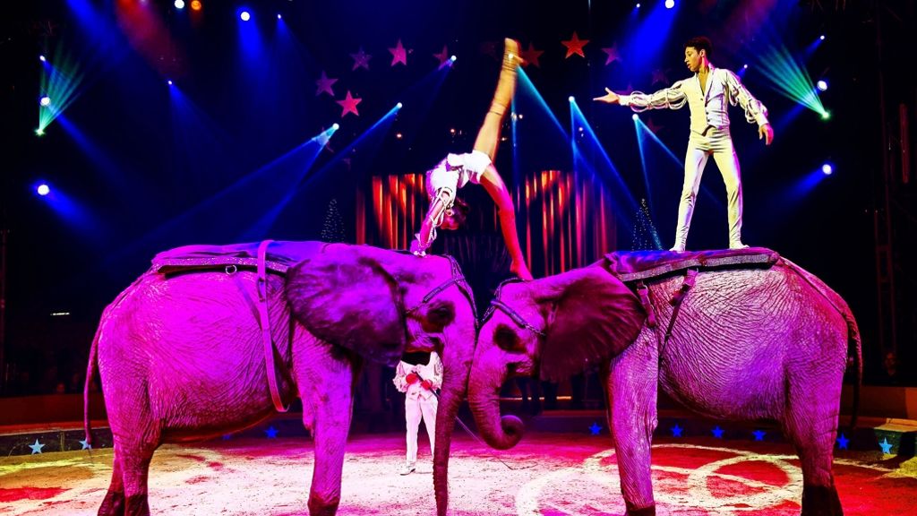 Tierschutz: Zirkus will Elefanten in die Manege klagen
