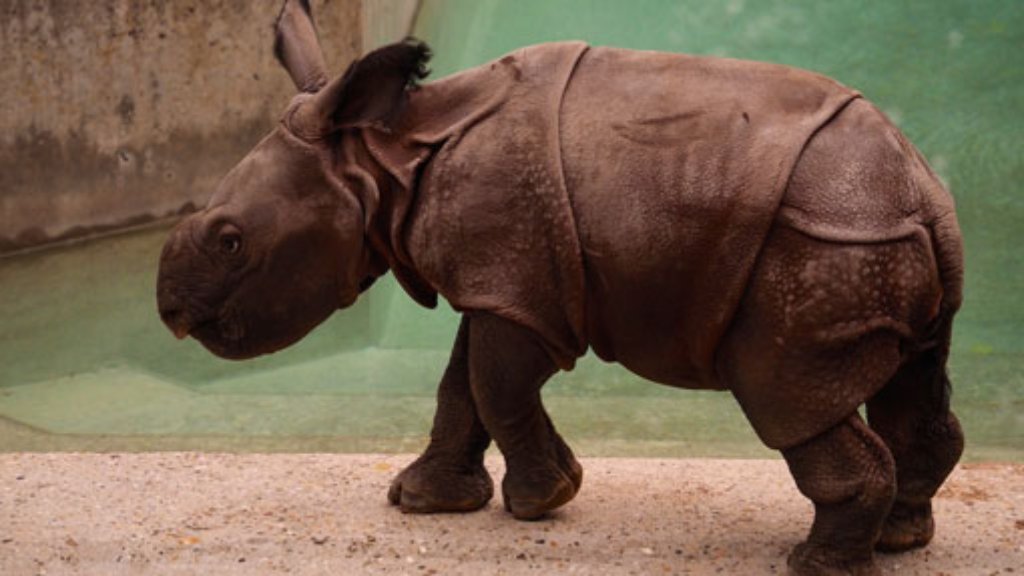 Nashorn-Baby in Stuttgarter Wilhelma: Mini-Rhino schnuppert frische Luft