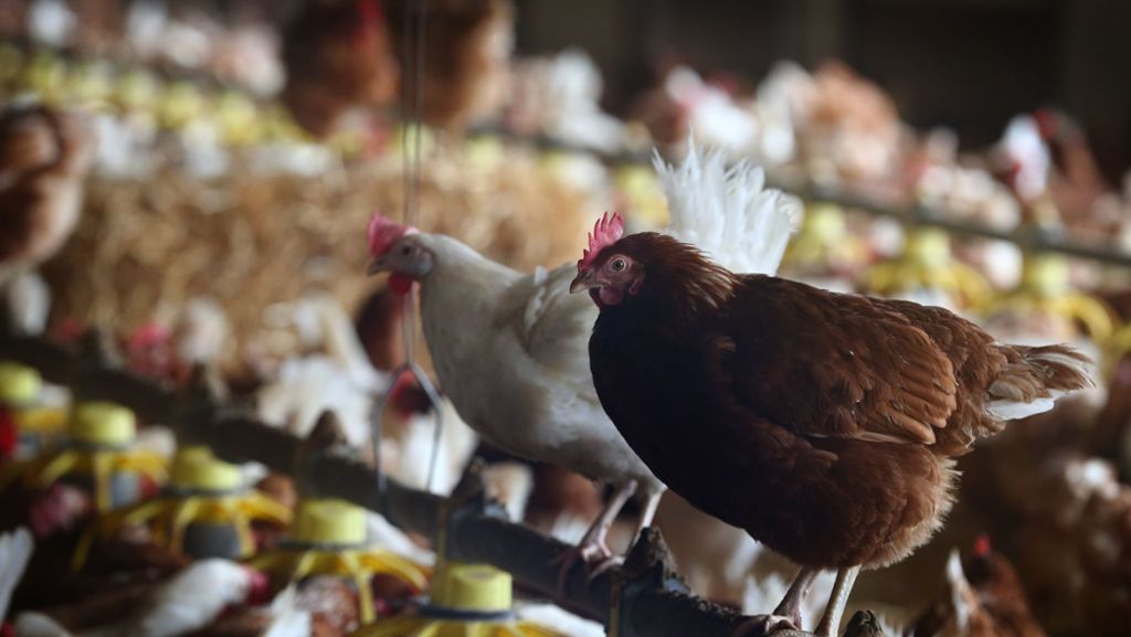 Vogelgrippe am Bodensee: Überstunden im Labor, Langeweile für Hühner