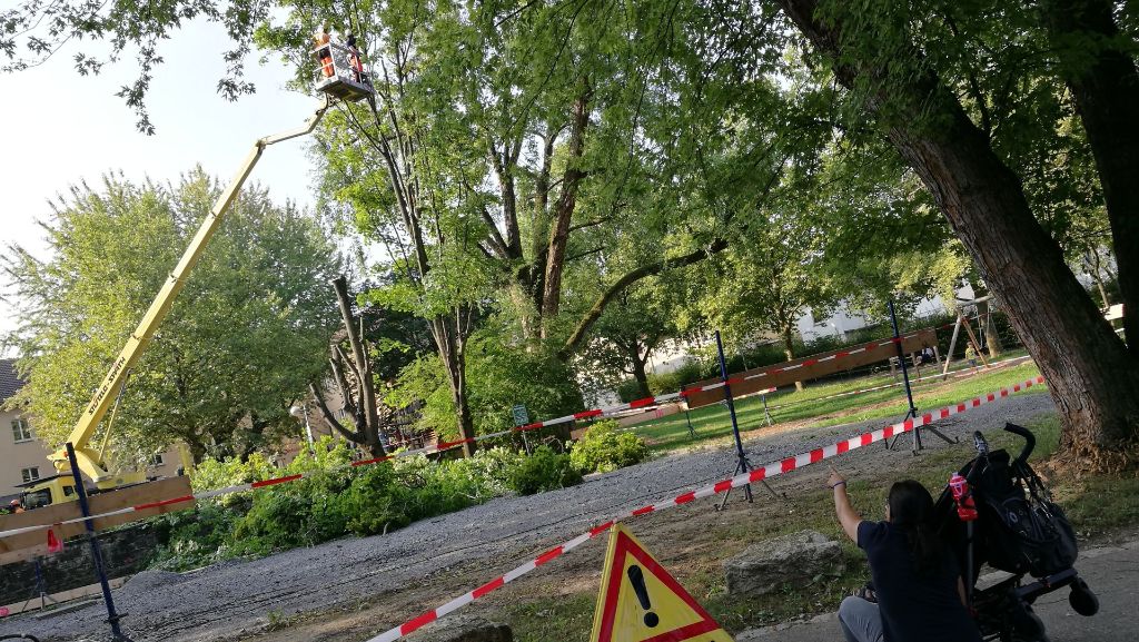 Bäume in Schmiden gefällt: Schmidener Ahorn-Duo fällt Säge zum Opfer