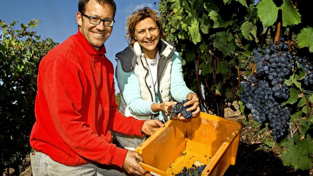 Weinbau in Württemberg: Die schnellste Lese seit Langem