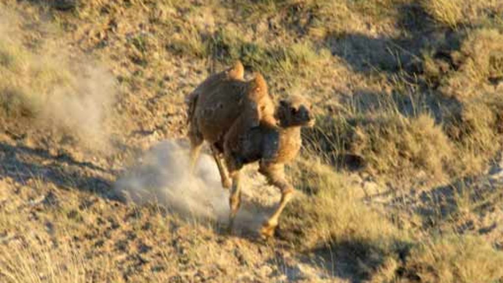 Wüste Gobi: Die letzten Kamele gehen auf Sendung