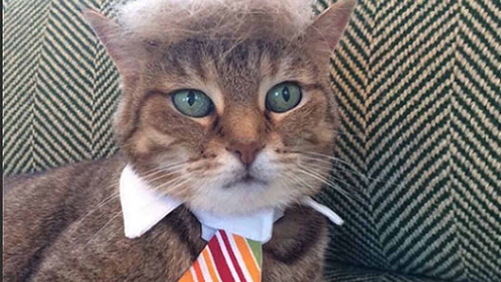 #Trumpyourcat: Haartolle wird zum Star
