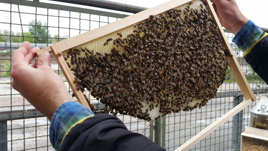 Bienentag an der Kulturinsel in Bad Cannstatt: Bienen fühlen sich in der Stadt wohl