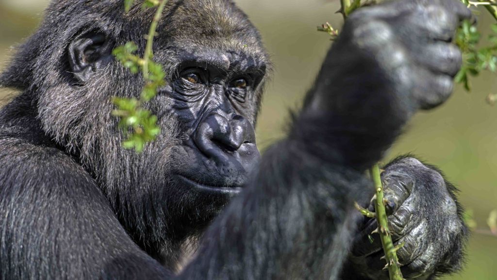 Wilhelma in Bad Cannstatt: Gorillamädchen zieht nach Dänemark