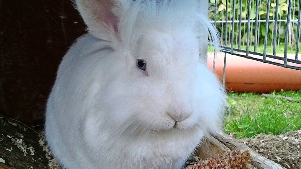 Vermisstes Kaninchen in Schorndorf: Moffels glückliche Heimkehr