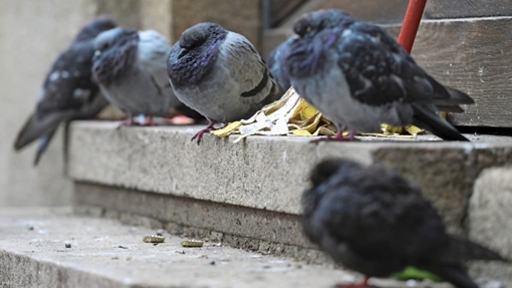 Verwaltungsgerichtshof Mannheim: Das Füttern von Tauben bleibt verboten