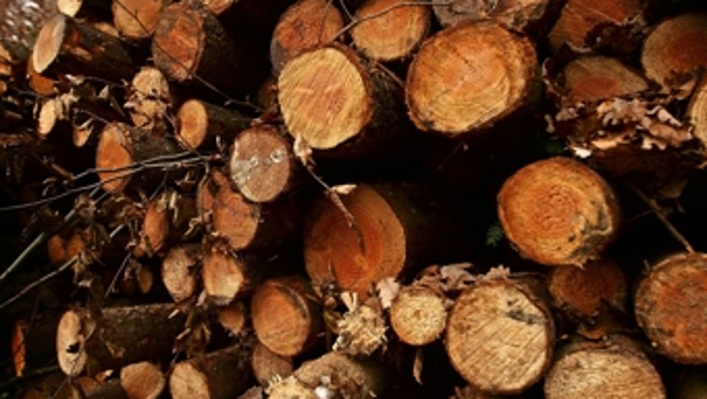 Holzernte im Rems-Murr-Kreis: Borkenkäfer hält sich noch zurück