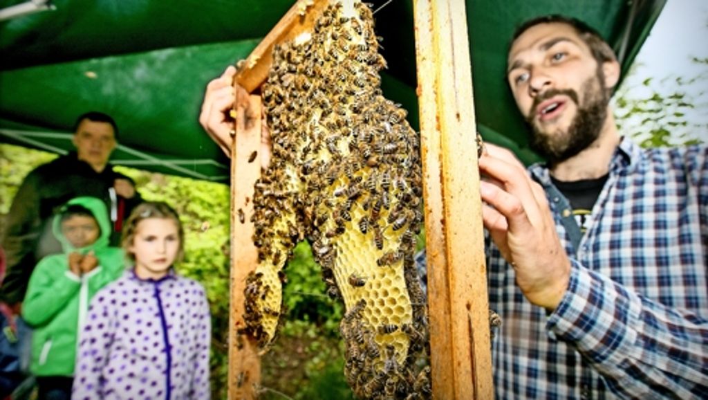 Bienentag: Die Männchen fristen ein Schattendasein