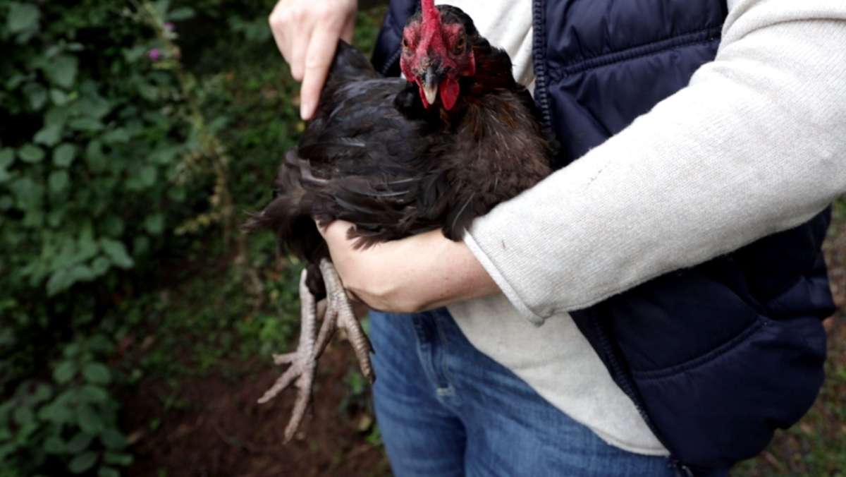 Hühner im eigenen Garten: Das sollten Anfänger bei der privaten Hühnerhaltung beachten