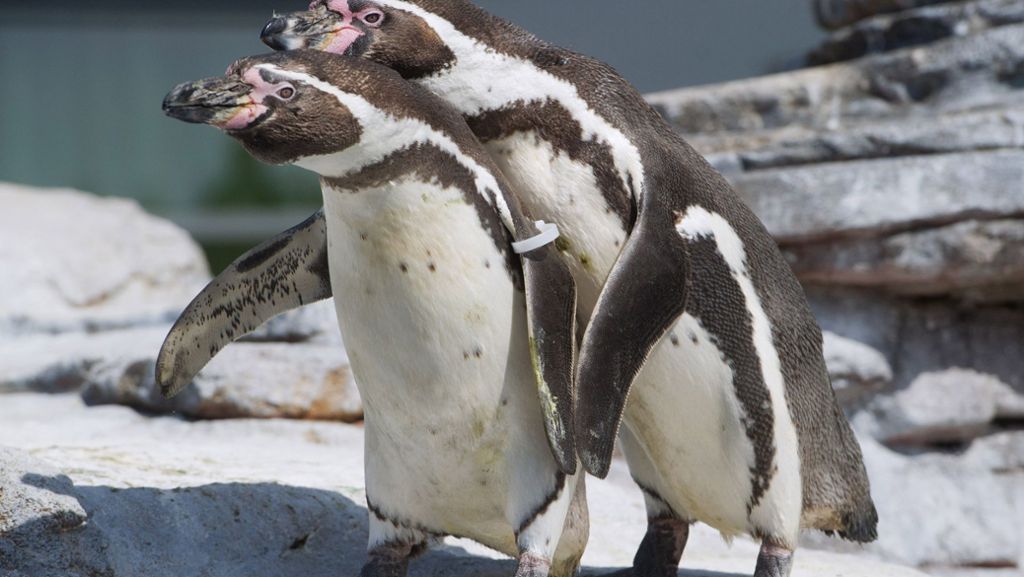 Verschwundener Pinguin aus Mannheim: Polizei schließt gezielten Diebstahl nicht aus
