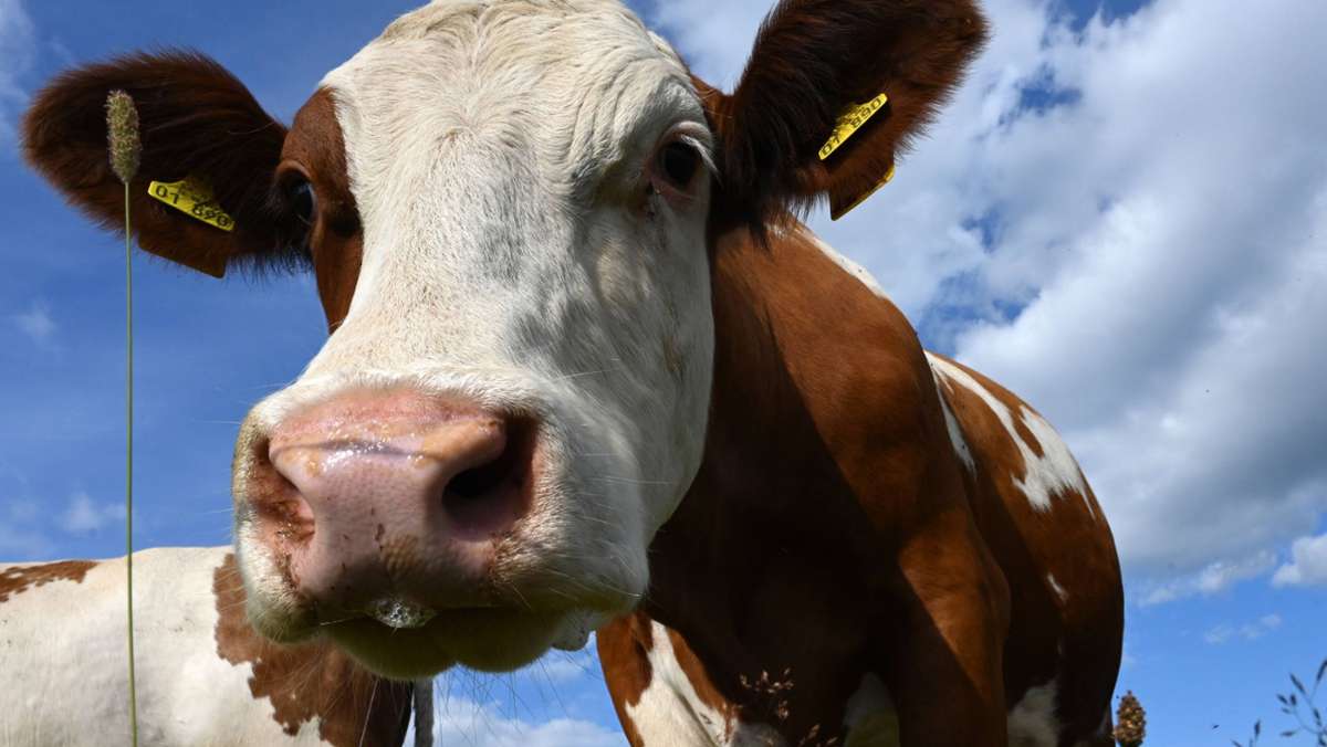 Remchingen  im Enzkreis: Vier Rinder wegen Unfallgefahr erschossen