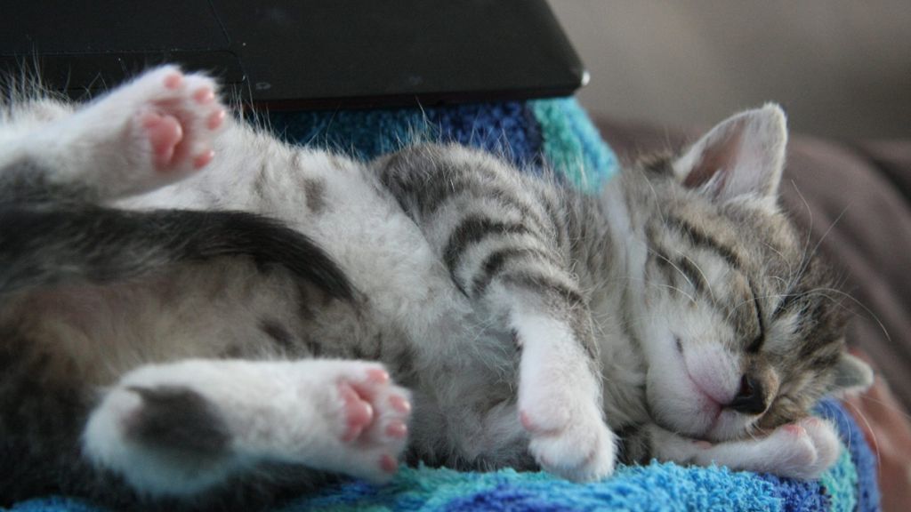 Weltkatzentag am 8. August: Sieben Gründe, warum Katzen großartig sind