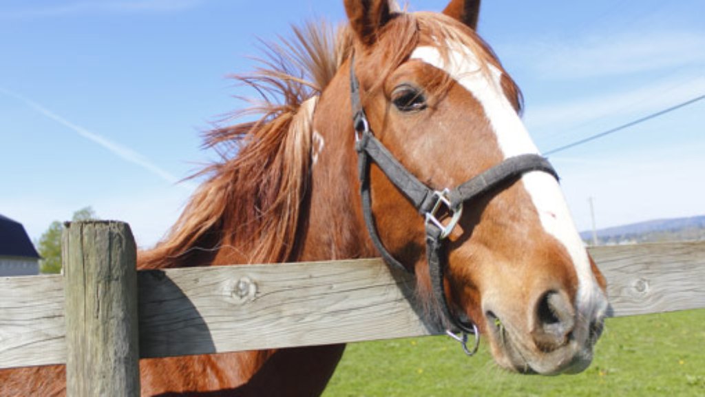 Gaggenau bei Rastatt: Vier Pferde fallen Herpes zum Opfer