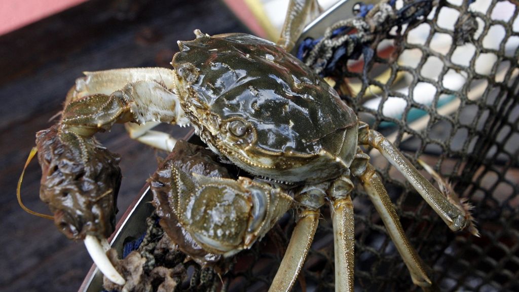 Allgäu: Krabbe flüchtet vor dem Kochtopf