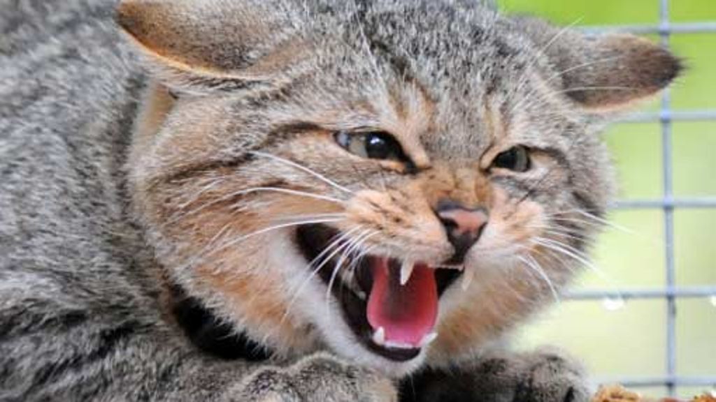 Bedrohte Tierart: Die Wildkatze hat Stress in Esslingen