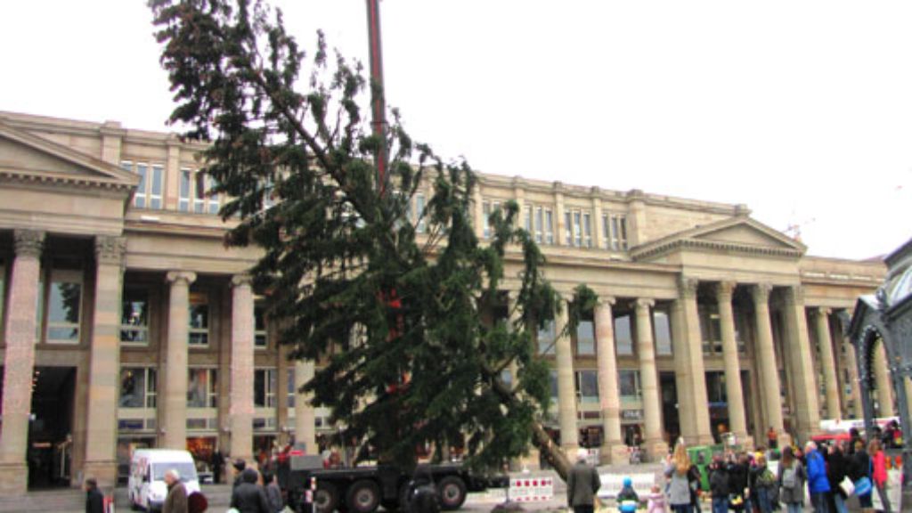 Schlossplatz: Der Weihnachtsbaum steht vor dem Königsbau
