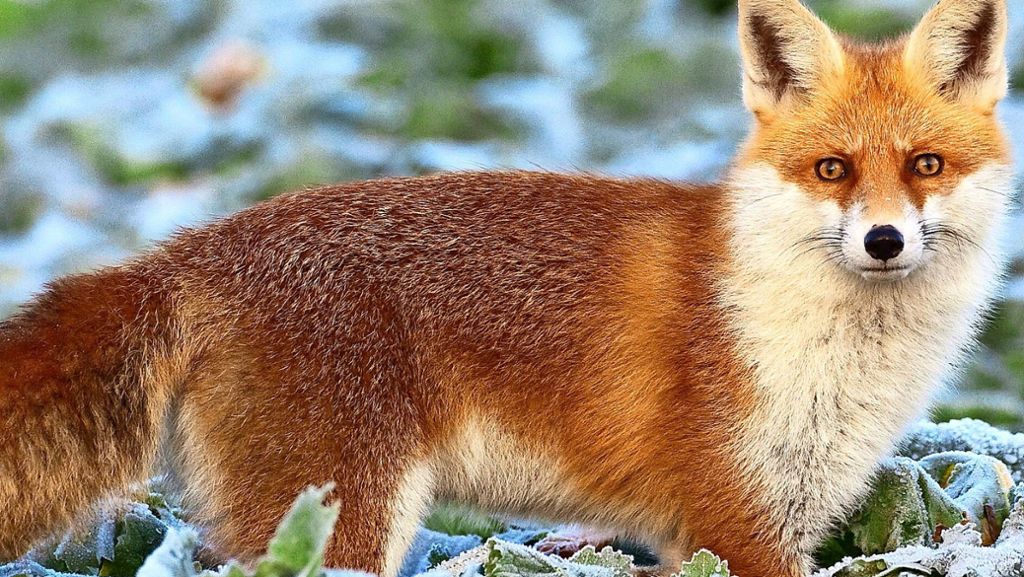 Wildtiere: Ein kranker Fuchs streift durchs Wohngebiet