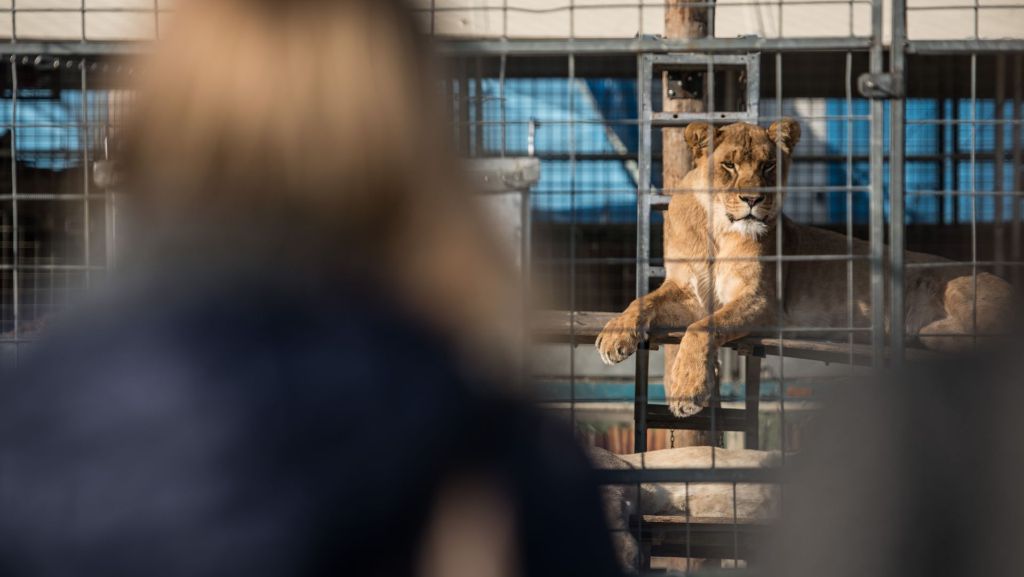Circus Krone und das drohende Wildtierverbot: Circusfreunde von Stuttgarter Stadträten enttäuscht
