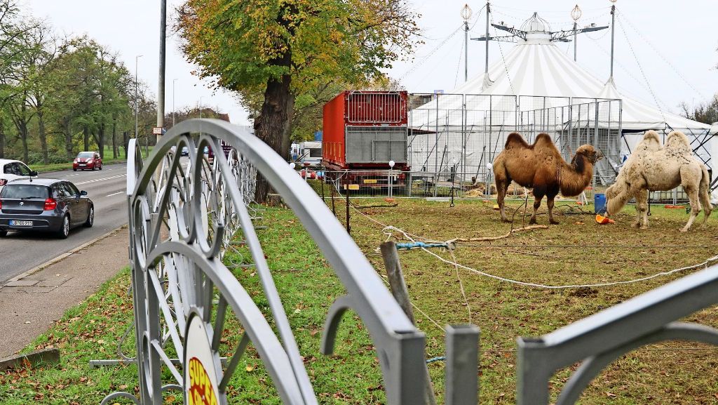 Streit um Wildtierverbot in Ludwigsburg: Zirkusbetreiber sehen „faschistisches Gedankengut“