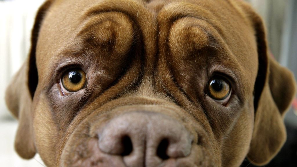 Tipps für Hundehalter: Das können Sie tun, wenn Ihr Hund Angst vor Gewitter hat