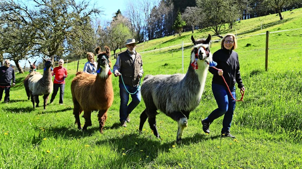 Tiere im Schwarzwald: Mit  Lamas auf Entschleunigung