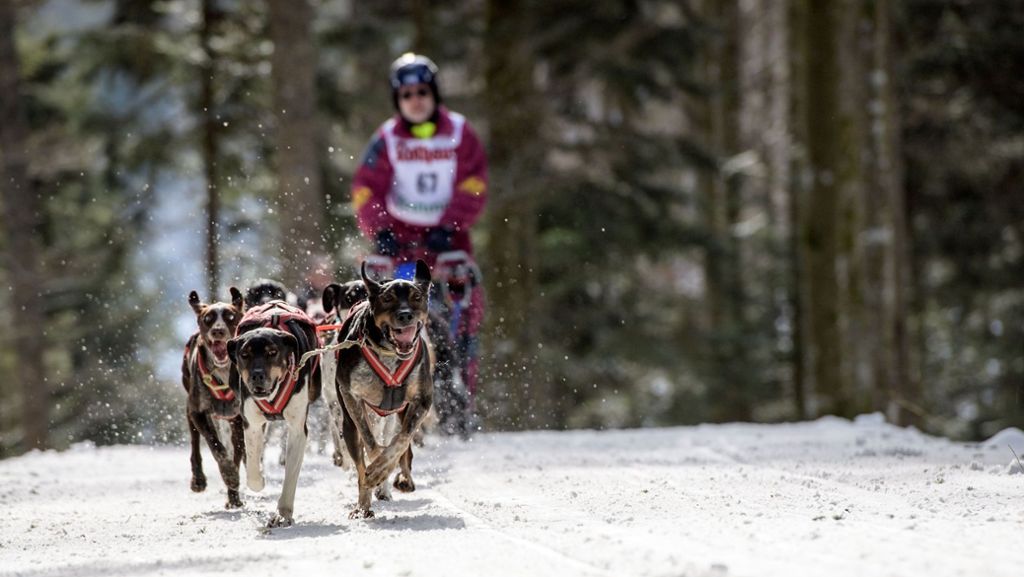 Schlittenhunderennen im Schwarzwald: Rund 1000 Hunde pesen durch den Schnee