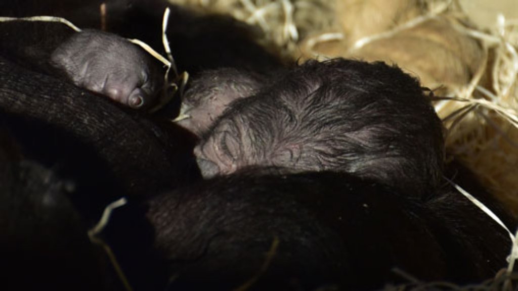 Wilhelma Stuttgart: Überraschung: Zweites Gorilla-Baby geboren