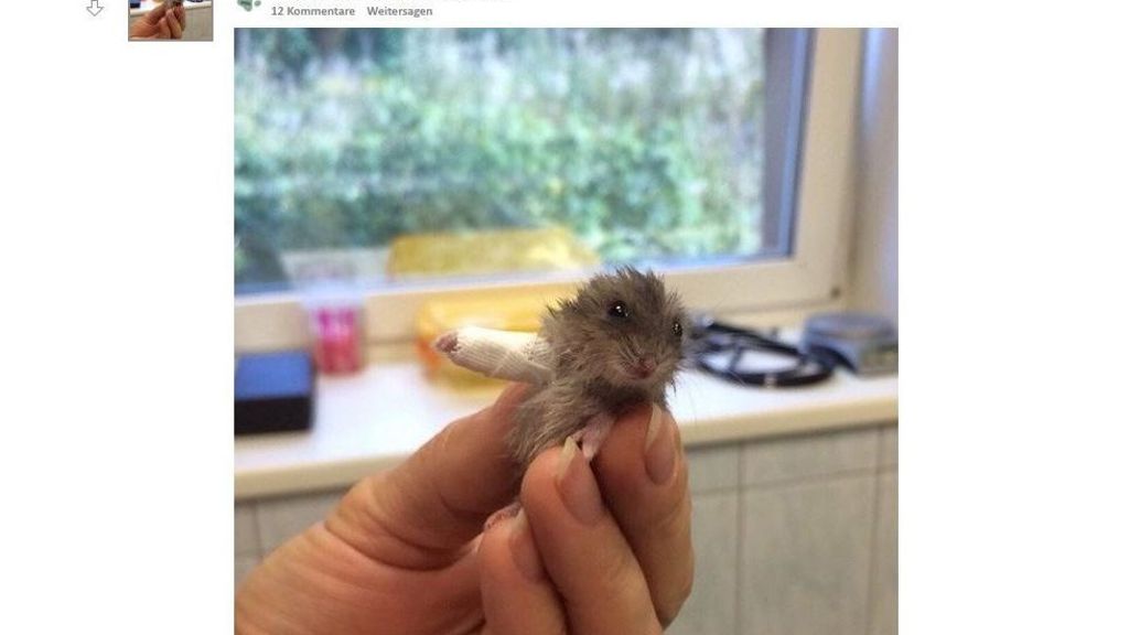 Reddit-Foto: Mini-Hamster mit Gips-Bein verzaubert das Netz