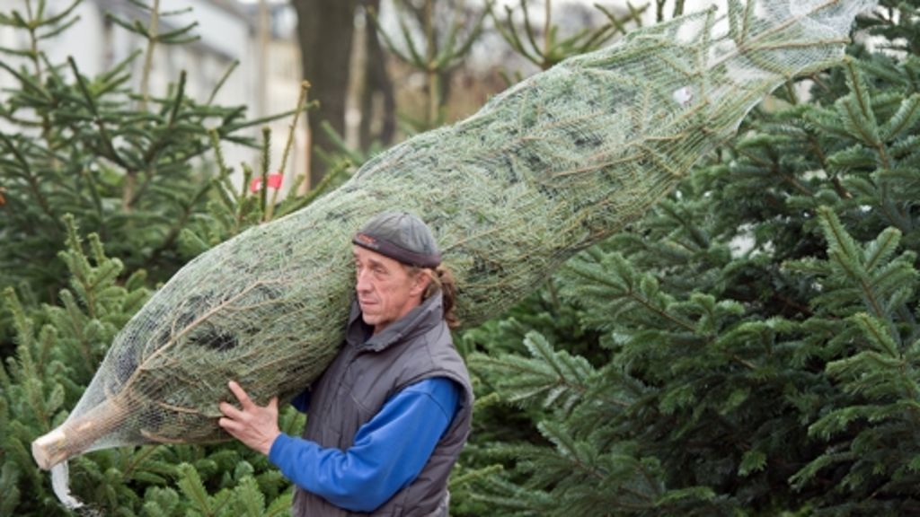 Weihnachtsbaumverkauf startet: Nordmanntanne bleibt der Klassiker