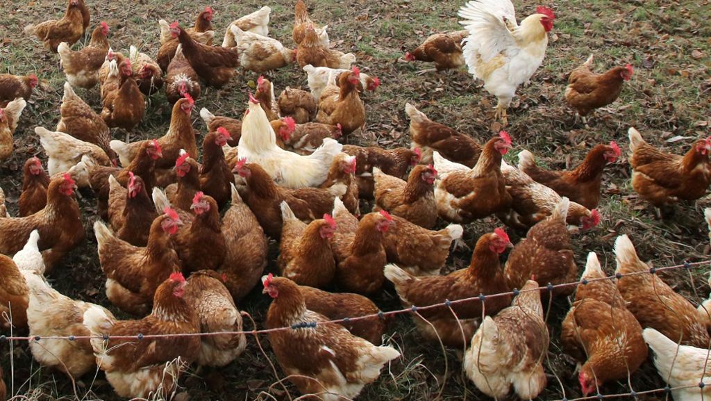 Vogelgrippe: Hühner, Gänse, Puten müssen drinnen bleiben