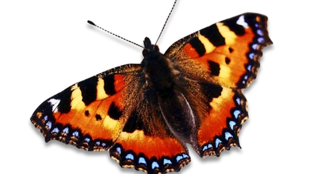 Tierwelt: Das Schillern der Schmetterlinge