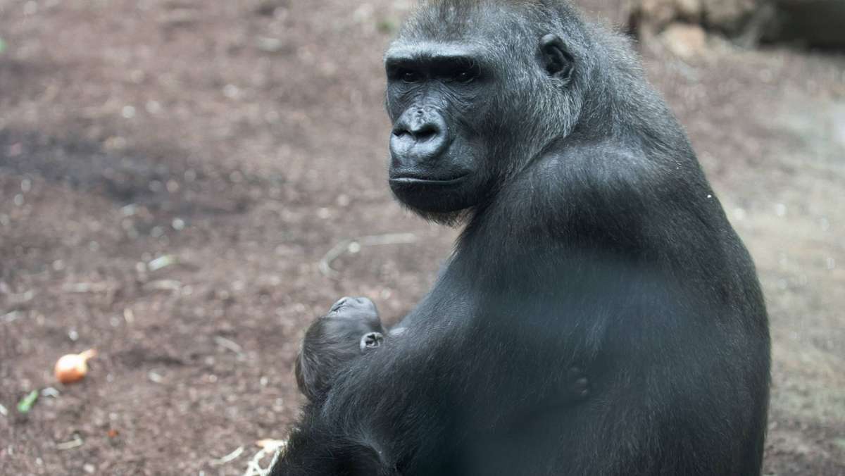 Frankfurter Zoo: Gorilla-Weibchen Dian eingeschläfert