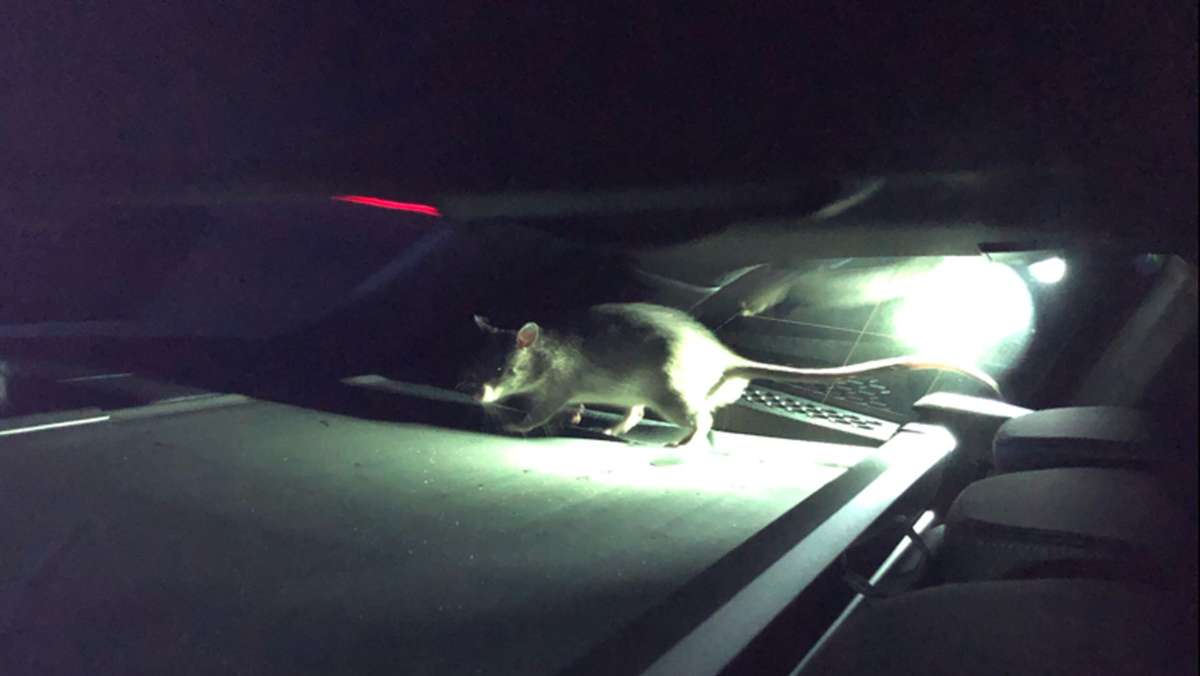 Im Auto in Büren ausgebüxt: Bissige Ratte „Rico“ sorgt für Polizeieinsatz