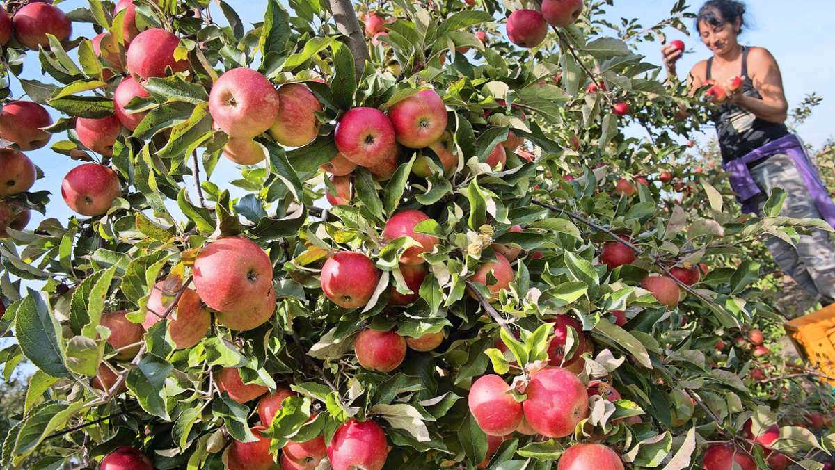 Obsternte in Baden-Württemberg: Die lange Trockenheit setzt den Äpfeln zu
