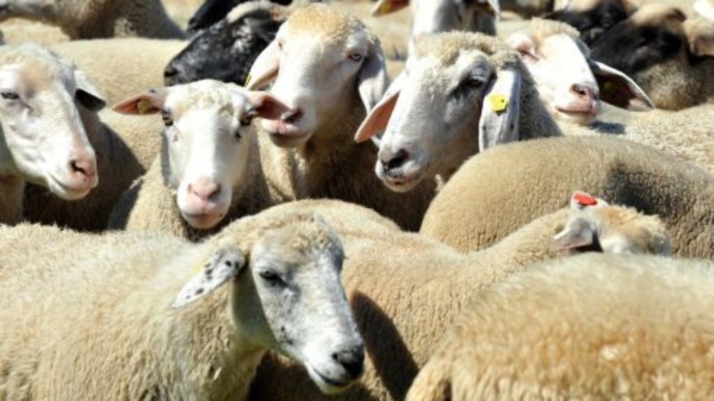 Blaulicht aus der Region Stuttgart: 6. Mai: Schaf wird Kopf abgetrennt