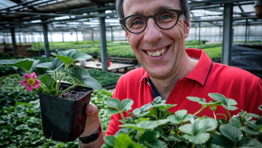 Obsternte: Züchter aus Stuttgart suchen den vollen Erdbeergeschmack