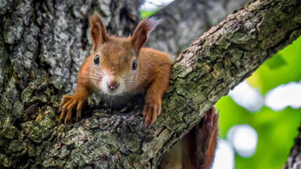 Leserfotos aus Stuttgart & Region: Das sind die putzigsten Eichhörnchen