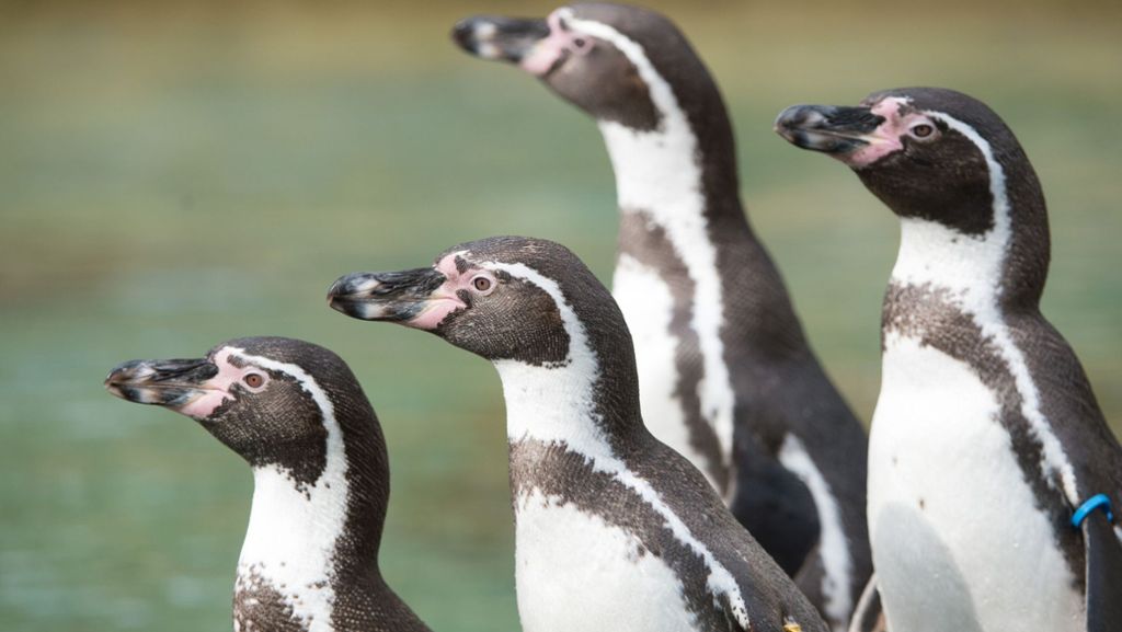 Tiere während der Coronapandemie: Pinguine erkunden ein Museum