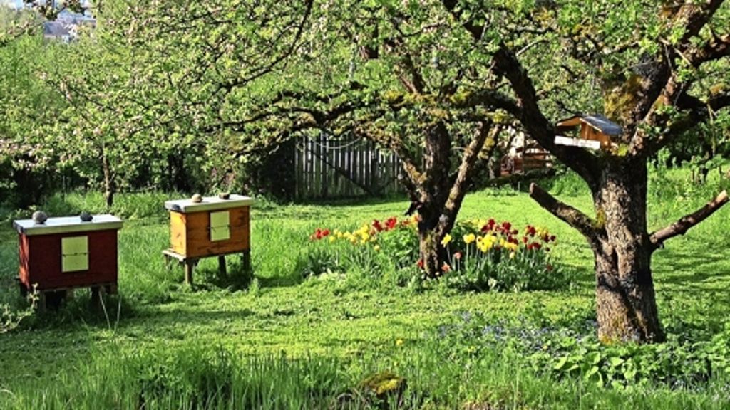 Hobby-Imker: Ohne Bienen  existiert kein Leben