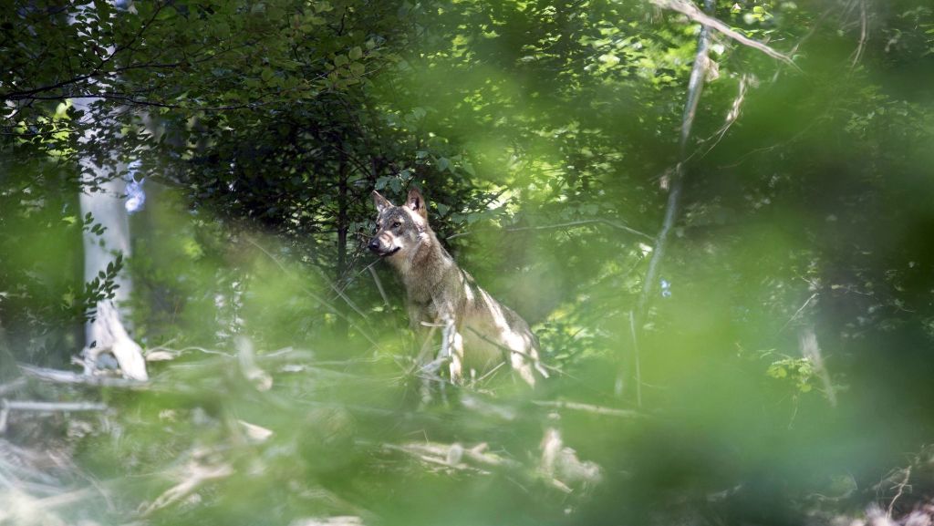 Seltene Entdeckung: Wolf nahe Baden-Württemberg gesichtet
