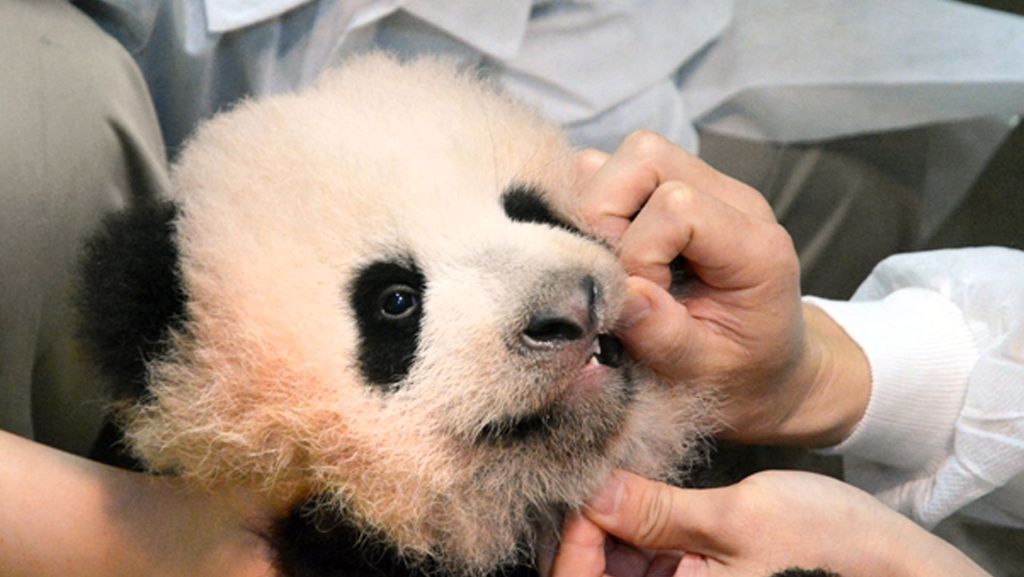 Panda-Junges in Japan: Nach drei Monaten nicht mehr namenlos