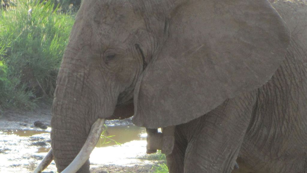 Safari in Simbabwe: Deutscher Urlauber von Elefant schwer verletzt